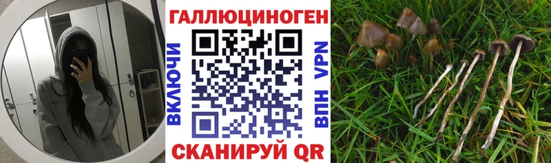 где найти наркотики  Томари  Псилоцибиновые грибы мицелий 